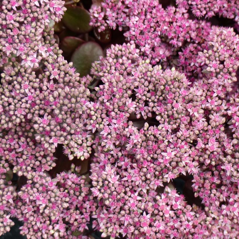 Sedum Sunsparkler Cherry Tart (Floración)