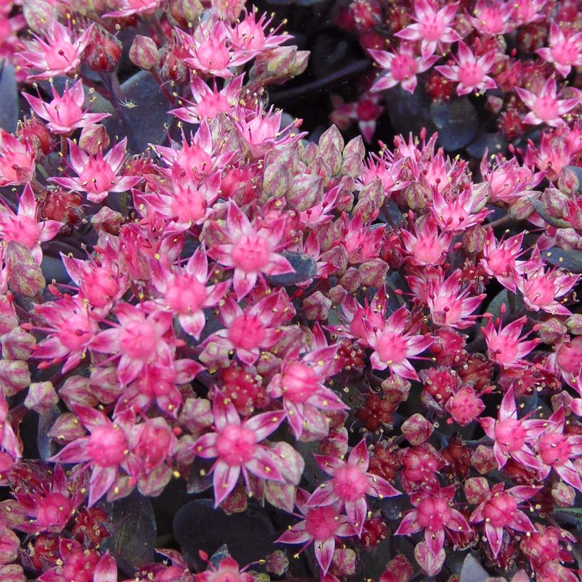 Sedum Sunsparkler Dazzleberry (Floración)