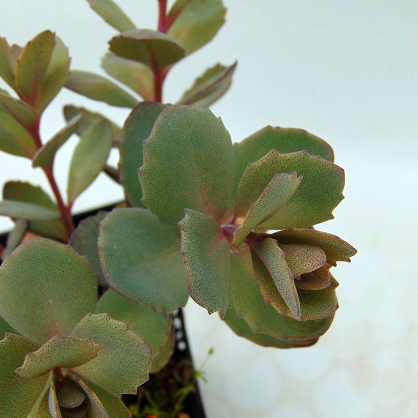 Sedum Sunsparkler Dazzleberry (Follaje)