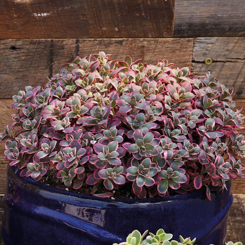 Sedum Sunsparkler Dream Dazzler (Porte)