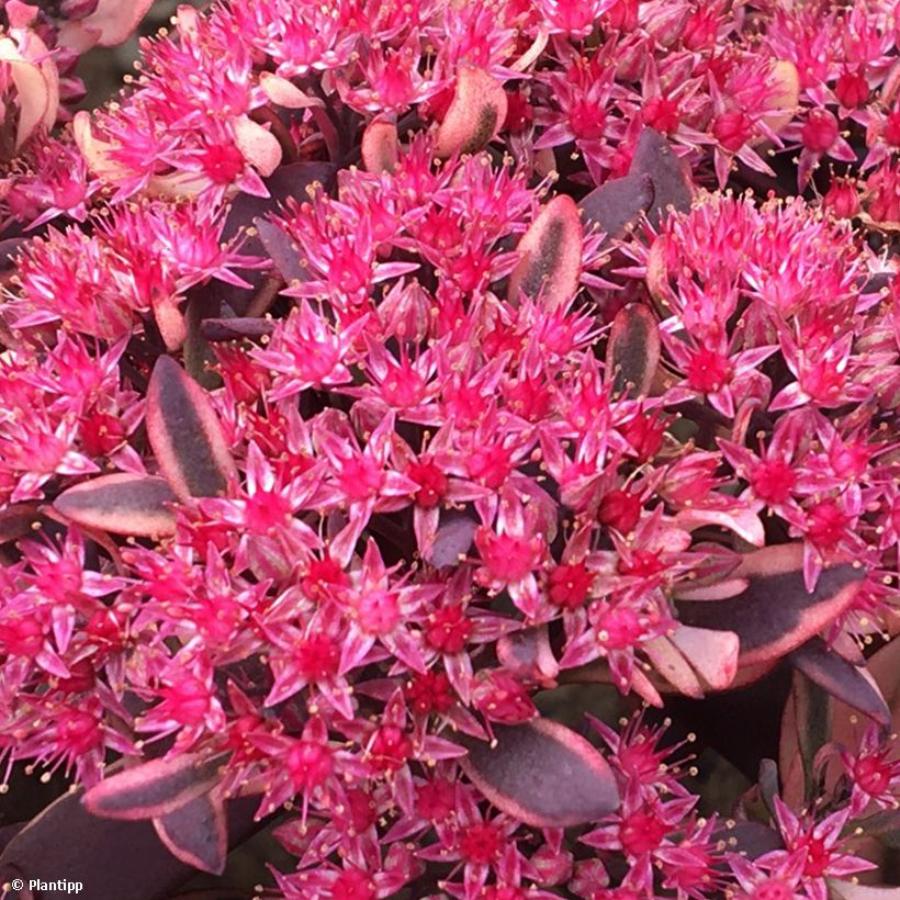 Sedum Sunsparkler Dream Dazzler (Floración)