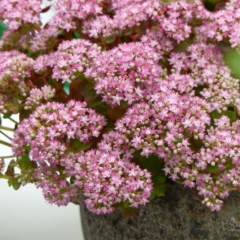 Sedum Sunsparkler Lime Zinger (Floración)