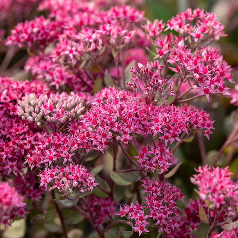 Sedum telephium Thunderhead - Telefío (Floración)