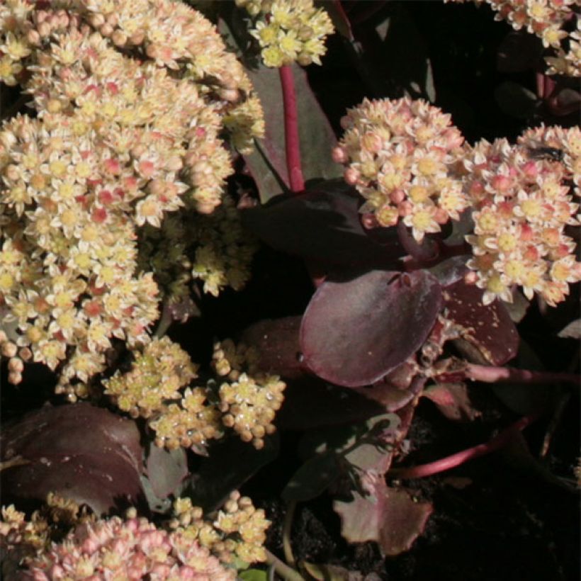 Sedum spectabile Twinkling Star - Telefío (Follaje)