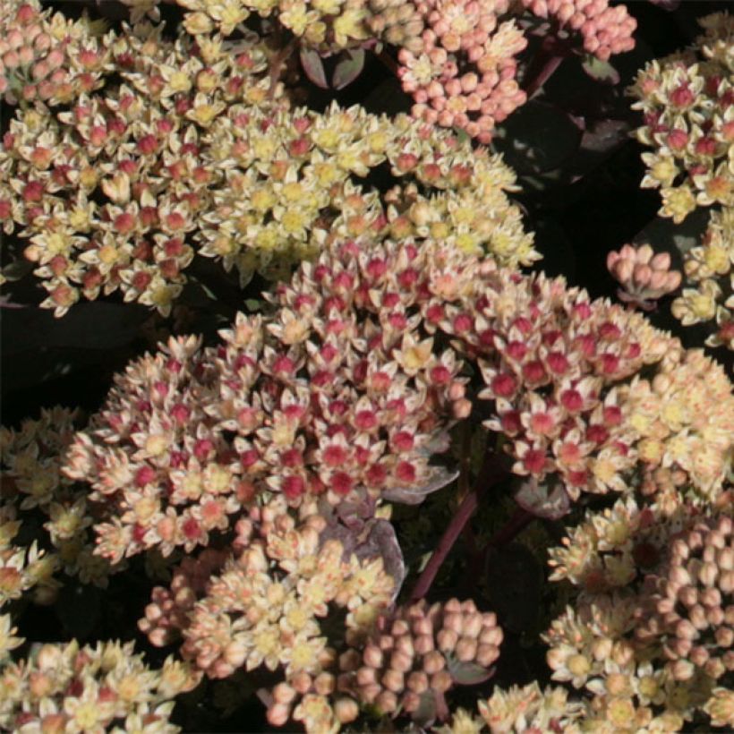 Sedum spectabile Twinkling Star - Telefío (Floración)