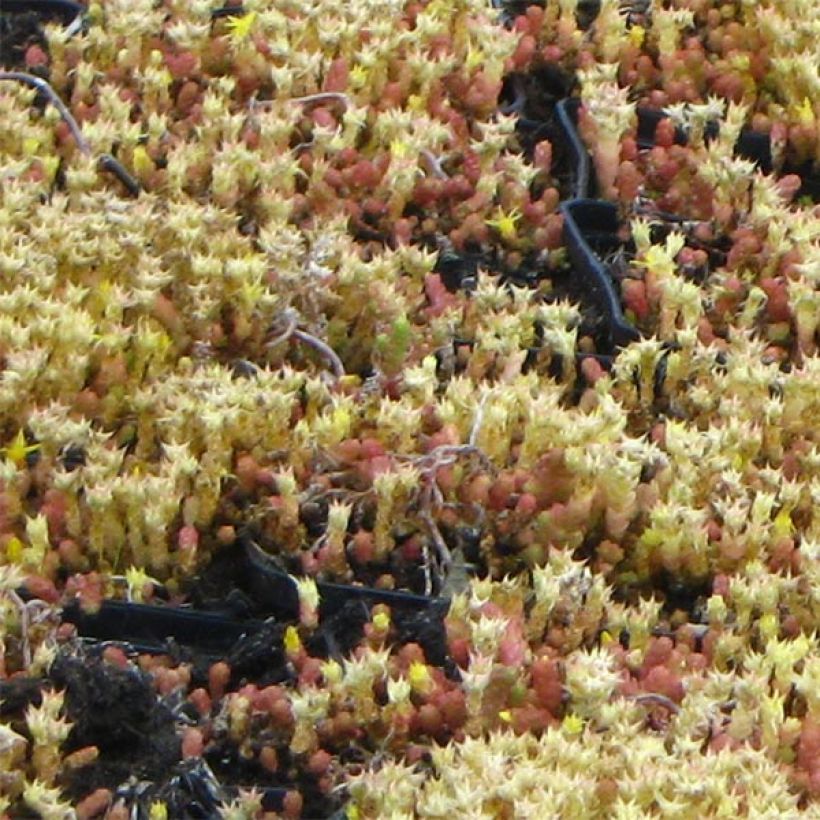 Sedum acre Yellow Queen - Sedo (Follaje)