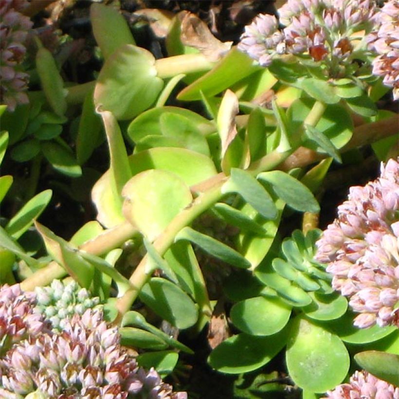 Sedum anacampseros - Sedo (Follaje)