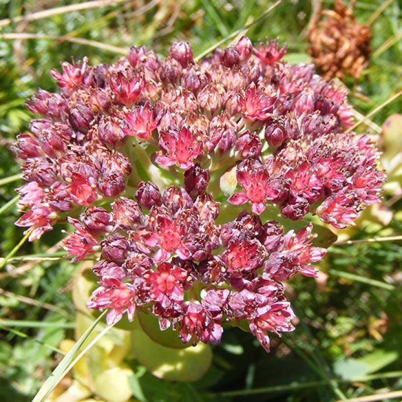 Sedum anacampseros - Sedo (Floración)