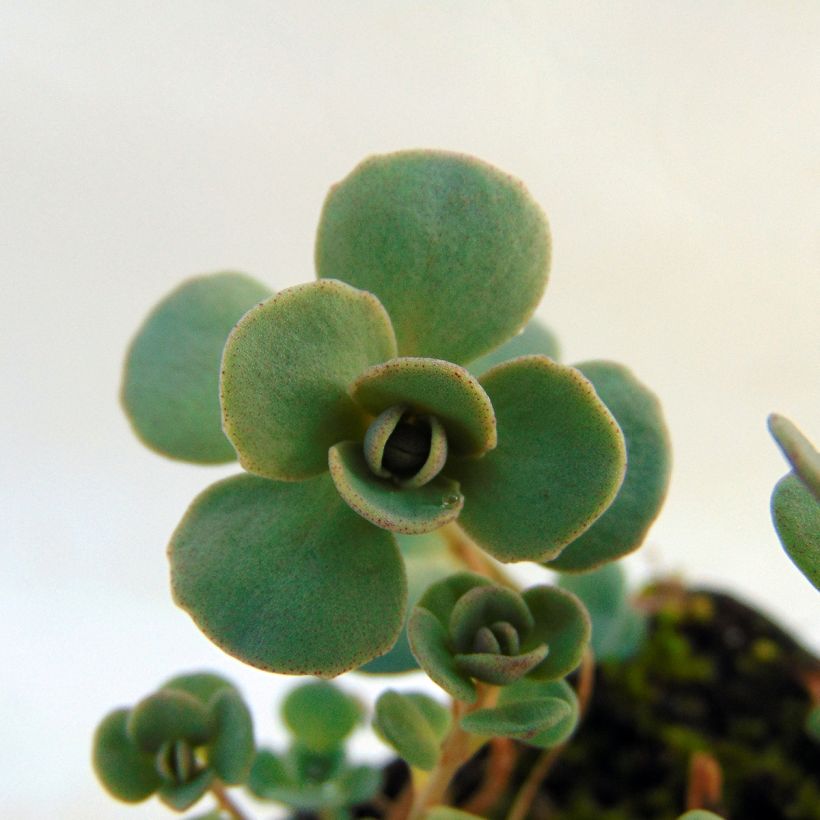 Sedum cauticola Lidakense (Follaje)