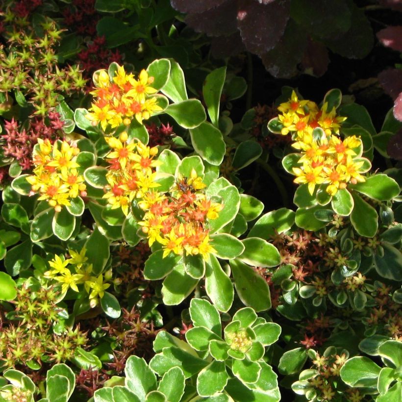 Sedum kamtchaticum - Sedun (Floración)