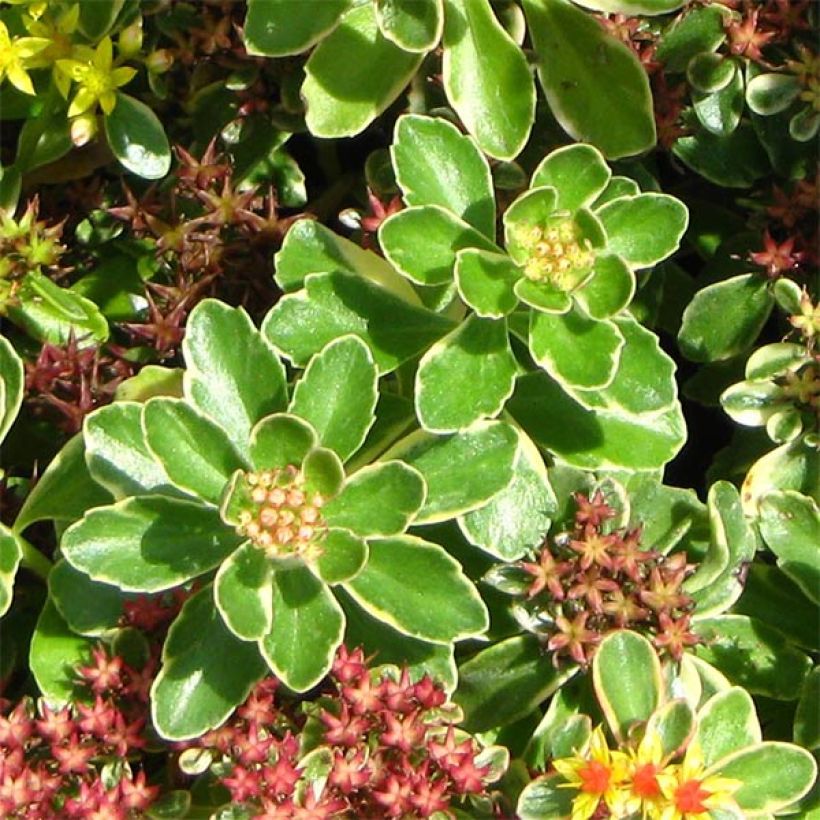 Sedum kamtchaticum Variegatum - Sedun (Follaje)