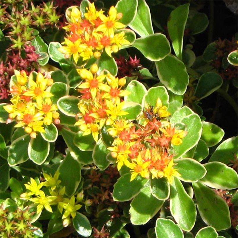 Sedum kamtchaticum Variegatum - Sedun (Floración)