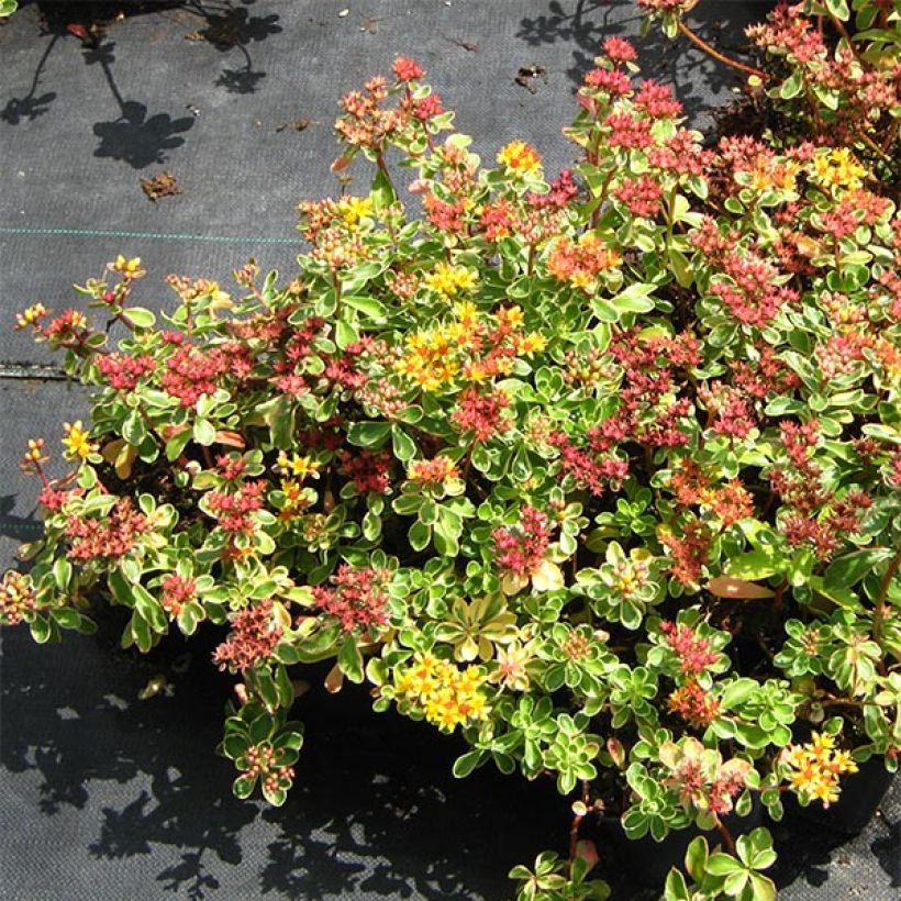 Sedum kamtchaticum Variegatum - Sedun (Porte)