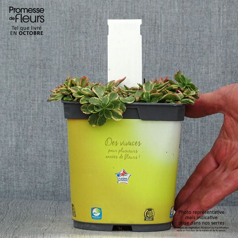 Ejemplar de Sedum kamtschaticum Variegatum - Orpin du Kamtchatka en pot de 2 litres entregado en otoño