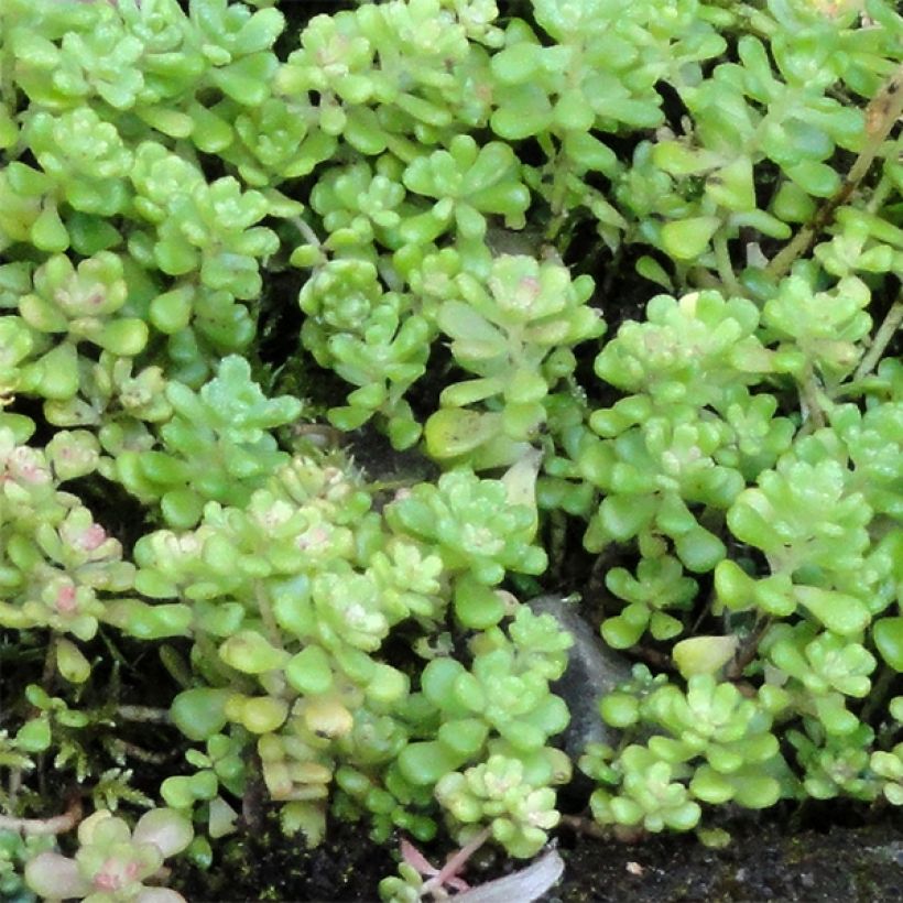 Sedum oreganum (Follaje)