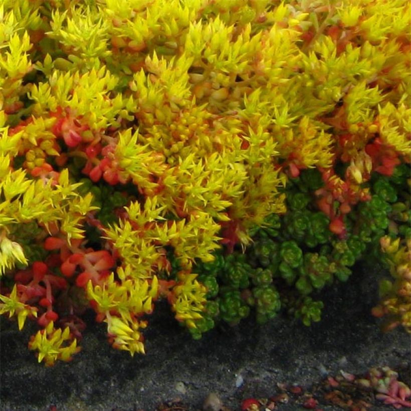 Sedum oreganum (Porte)