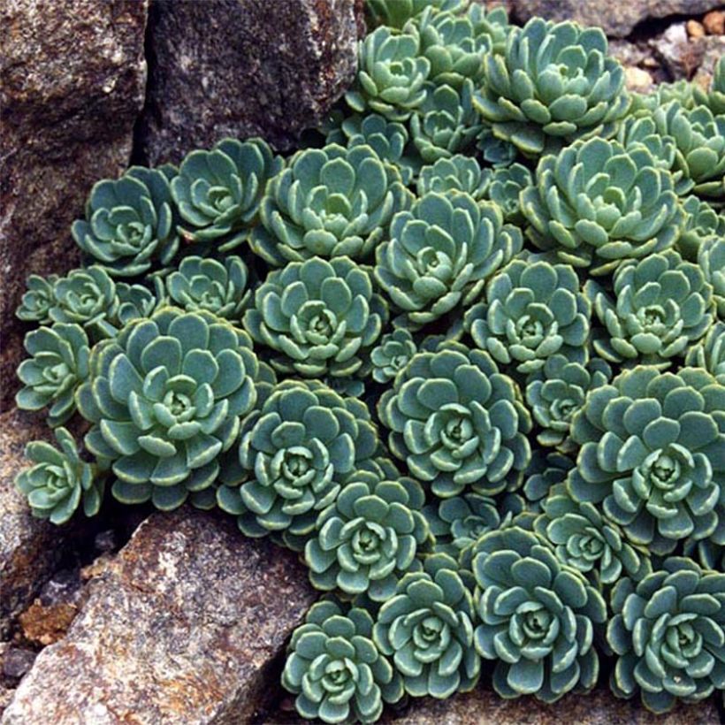 Sedum pachyclados (Follaje)