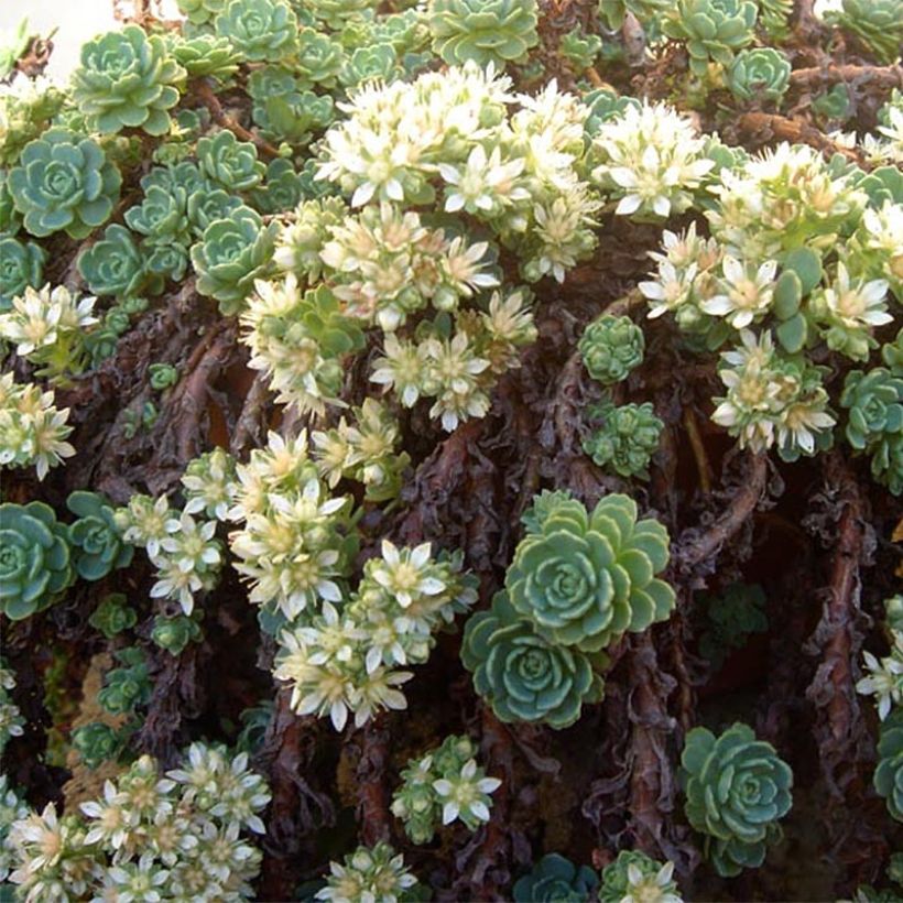 Sedum pachyclados (Floración)