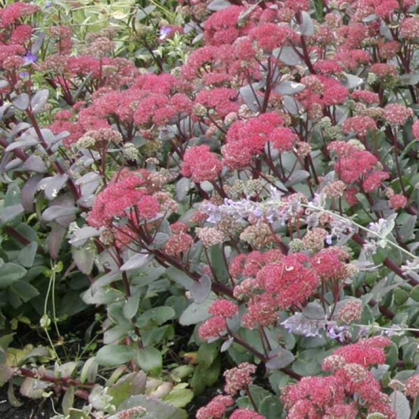 Sedum Red Cauli (Porte)