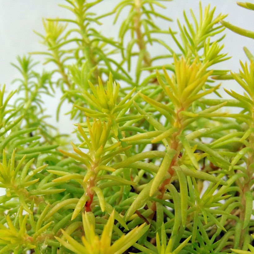 Sedum reflexum Angelina - Uña de gato (Follaje)