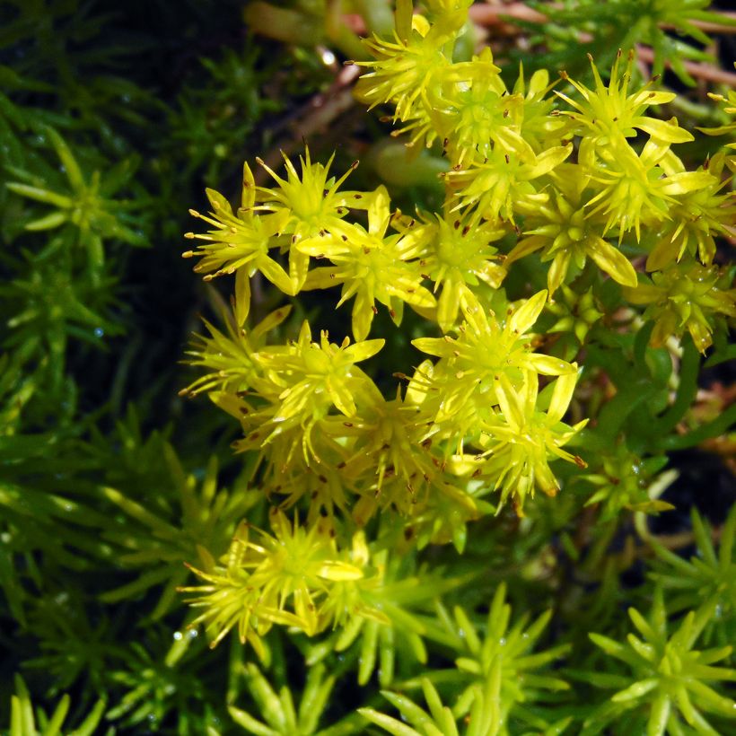 Sedum reflexum Angelina - Uña de gato (Floración)