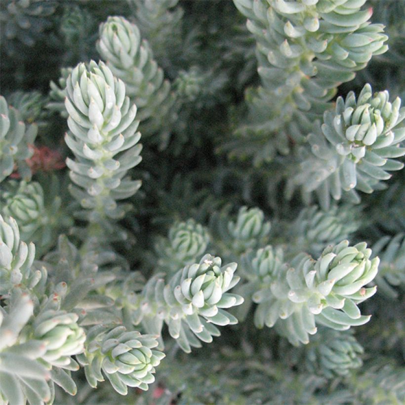 Sedum reflexum Blue Spruce - Uña de gato (Follaje)