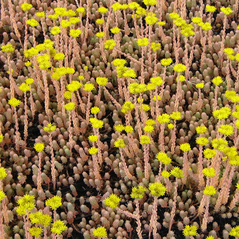 Sedum reflexum Blue Spruce - Uña de gato (Floración)