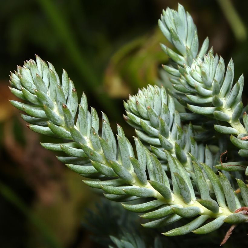 Sedum reflexum - Uña de gato (Follaje)