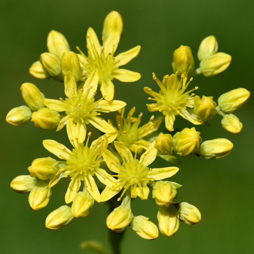 Sedum reflexum - Uña de gato (Floración)