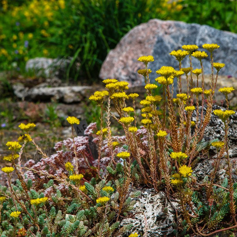 Sedum reflexum - Uña de gato (Porte)