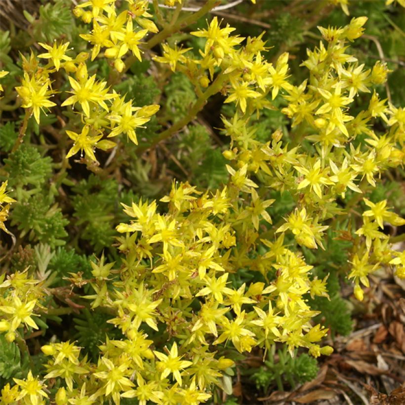 Sedum sexangulare (Floración)