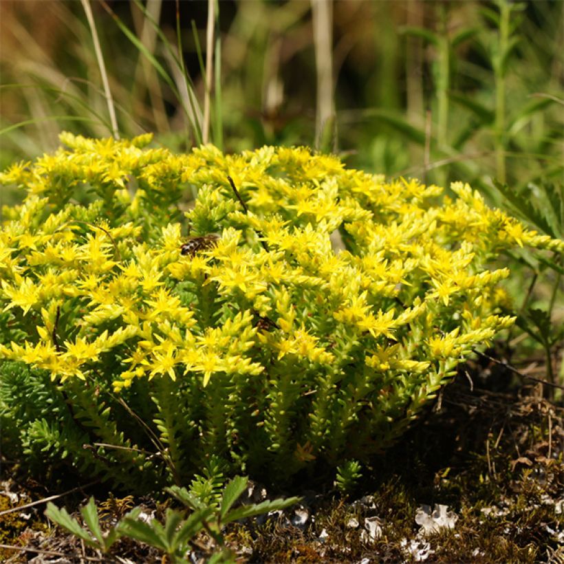 Sedum sexangulare (Porte)