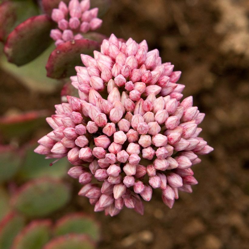 Sedum sieboldii sieboldii (Floración)