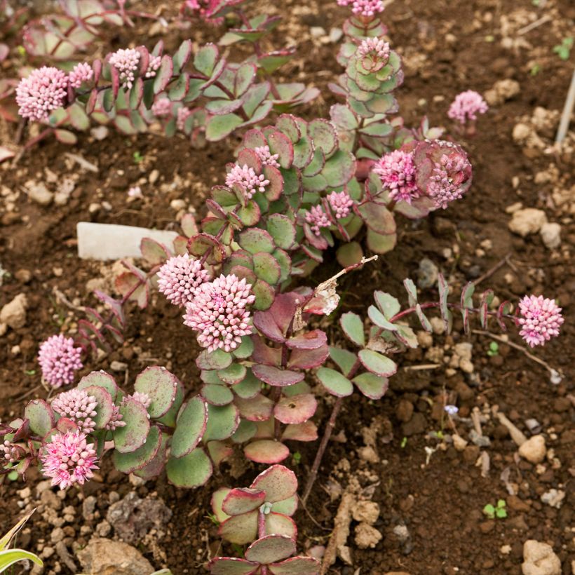 Sedum sieboldii sieboldii (Porte)