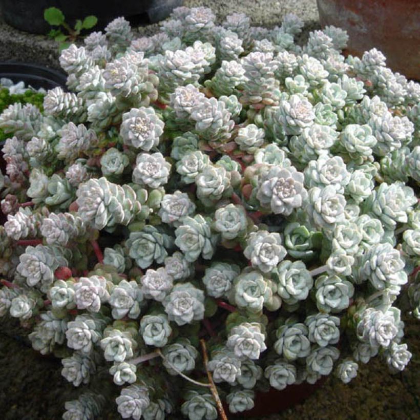 Sedum spathulifolium Cape Blanco (Porte)