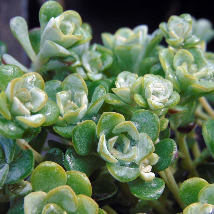 Sedum spathulifolium Cape Blanco (Follaje)