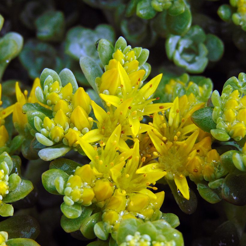 Sedum spathulifolium Cape Blanco (Floración)