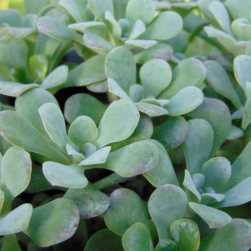 Sedum spathulifolium Purpureum (Follaje)