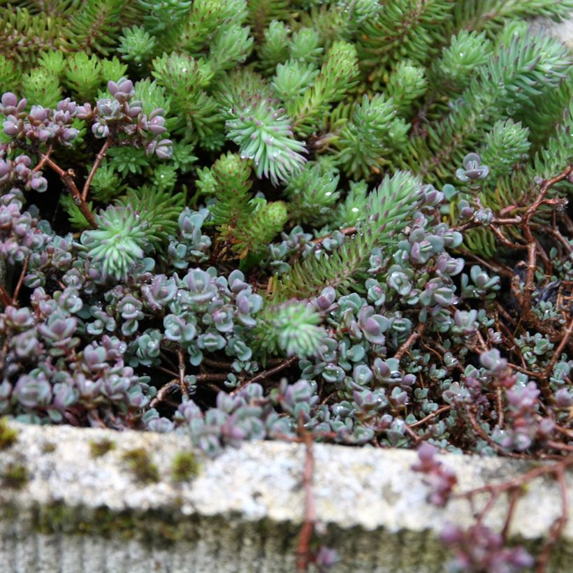 Sedum spathulifolium Purpureum (Porte)