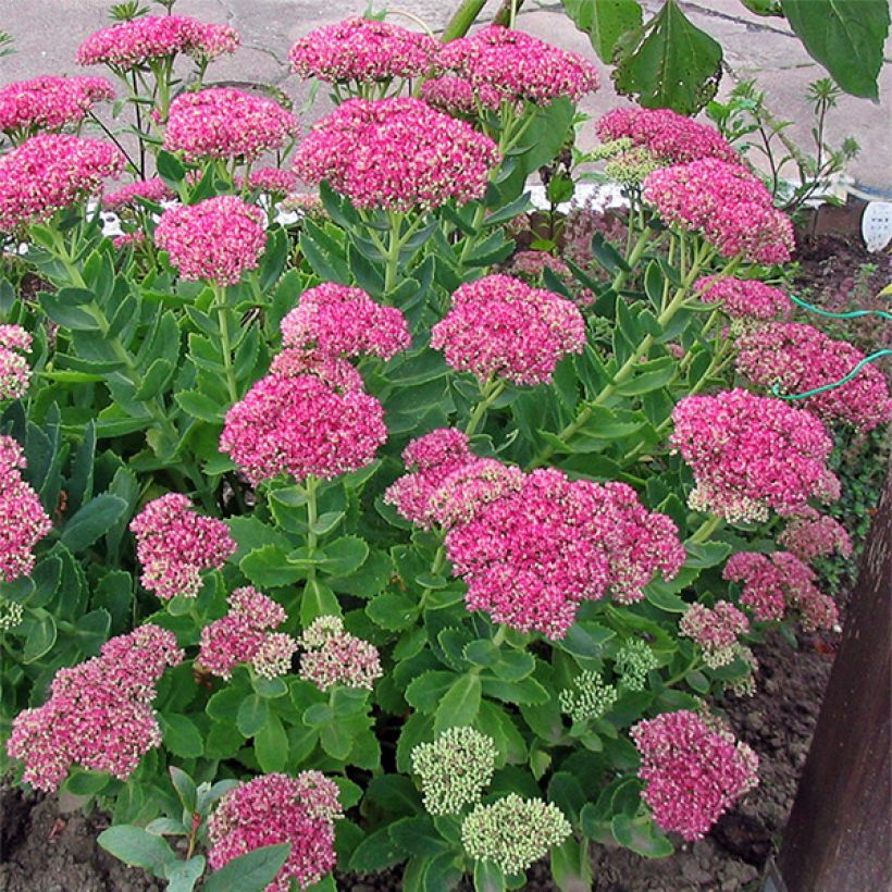 Sedum spectabile Meteor - Telefío (Porte)