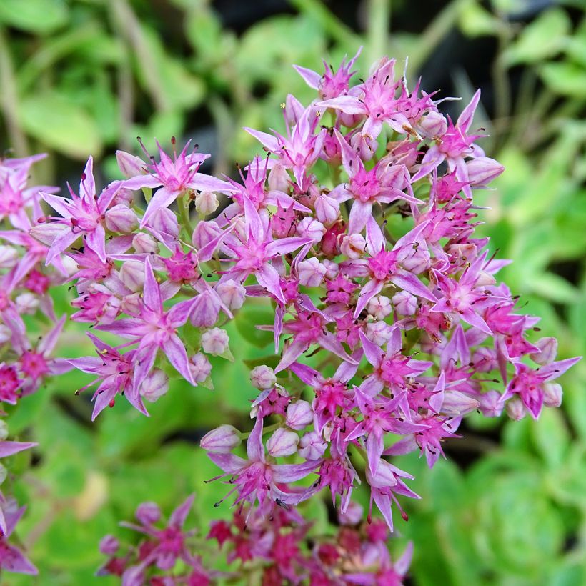 Sedum spectabile Septemberglut - Telefío (Floración)