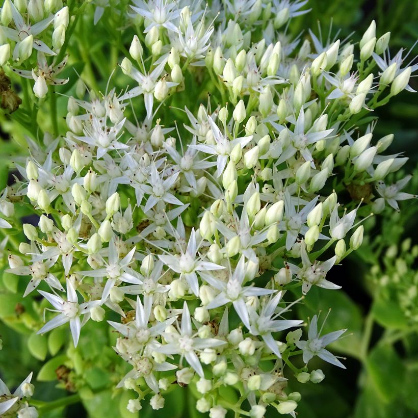 Sedum spectabile Stardust - Telefío (Floración)