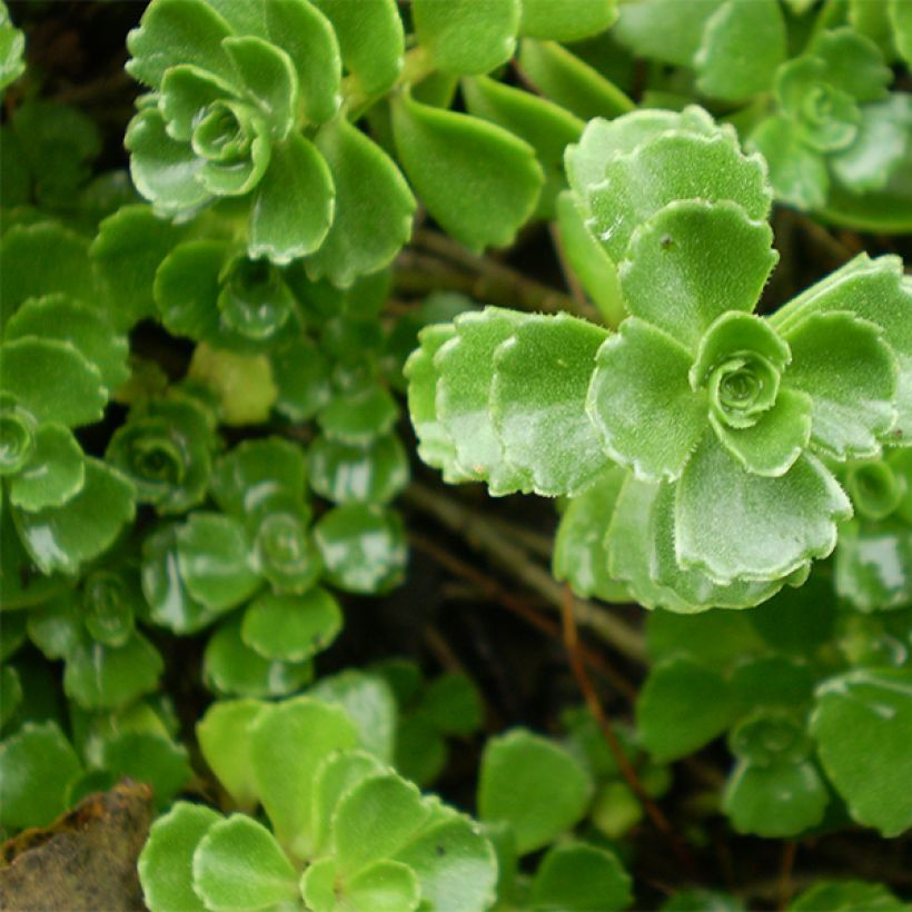 Sedum spurium Album Superbum - Sedo bastardo (Follaje)