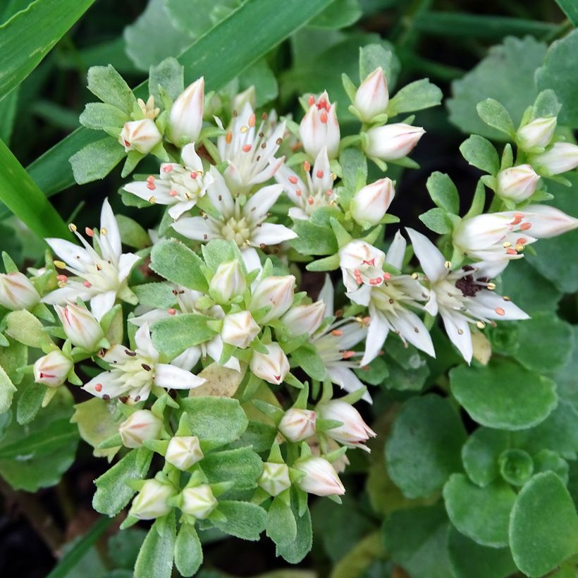 Sedum spurium Album Superbum - Sedo bastardo (Floración)