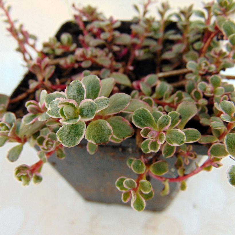 Sedum spurium Variegatum - Sedo bastardo (Follaje)