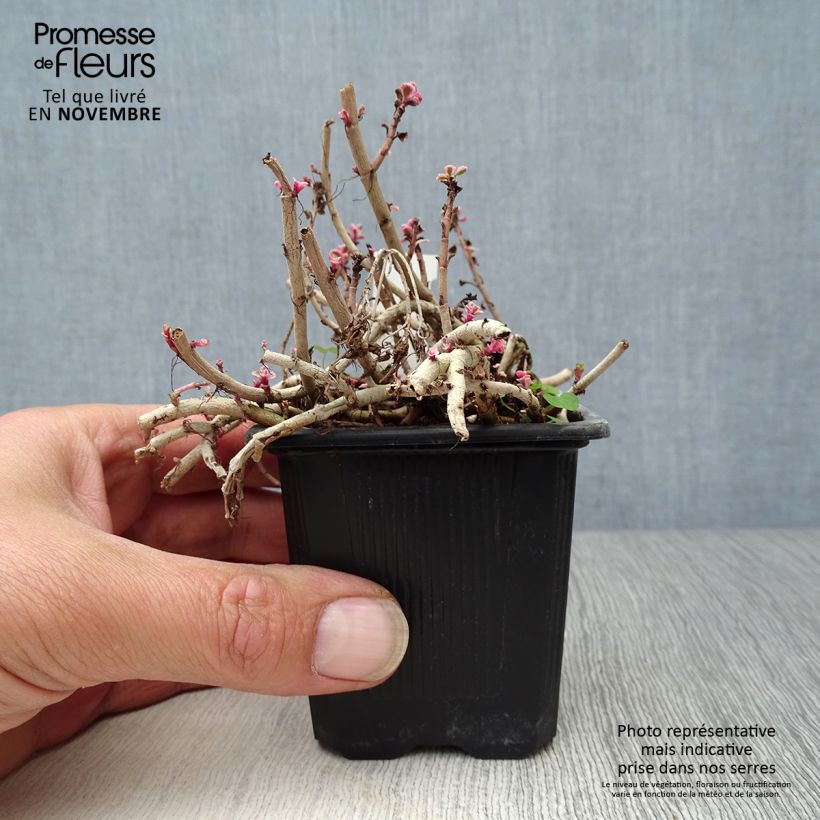 Ejemplar de Sedum spurium Variegatum - Orpin panaché Godet de 9cm entregado en otoño