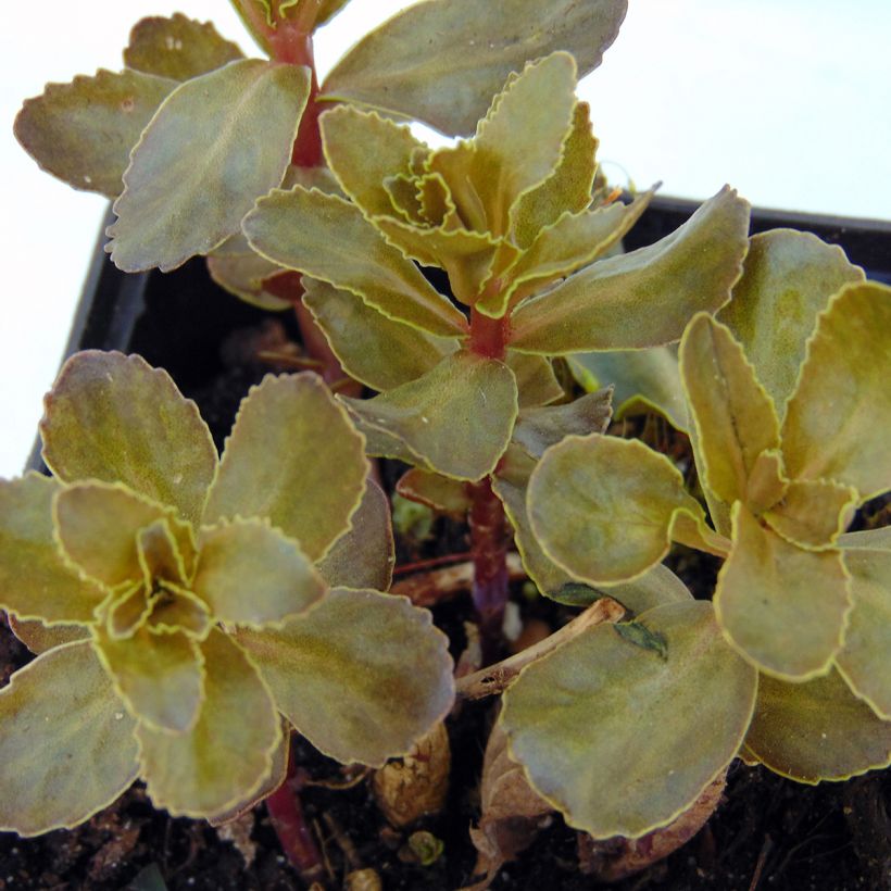 Sedum telephium El Cid - Telefío (Follaje)