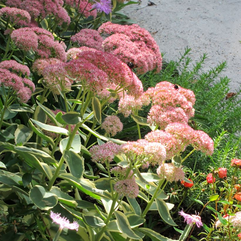 Sedum telephium Autumn Charm - Telefío (Floración)