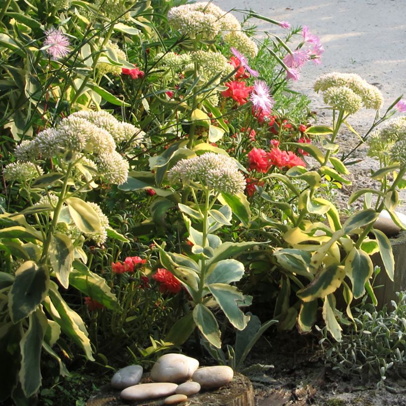 Sedum telephium Autumn Charm - Telefío (Porte)