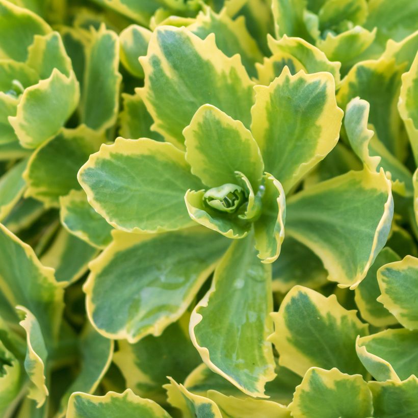 Sedum telephium Autumn Charm - Telefío (Follaje)